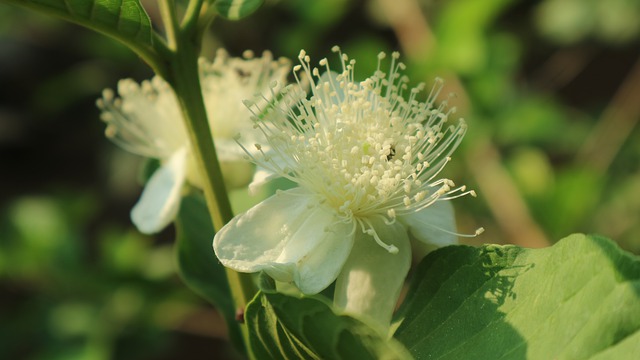 Flor de Goiaba 