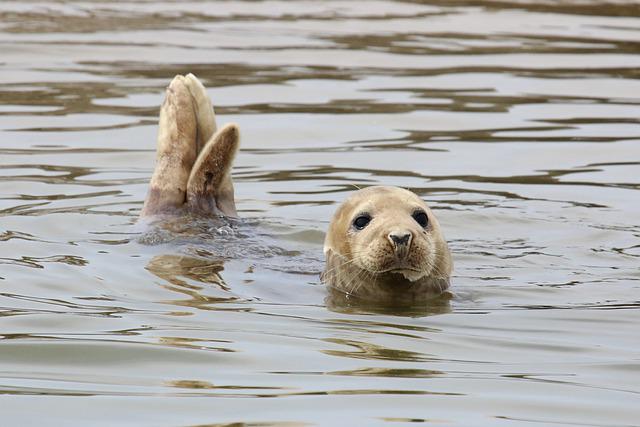 Foca Harpa 