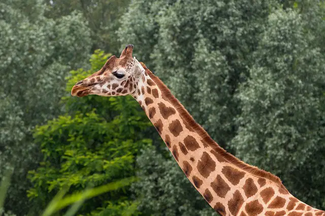 Girafa no Zoo 
