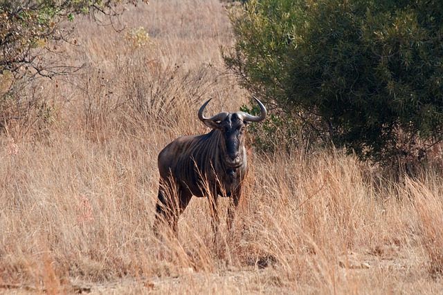 Gnu Azul 