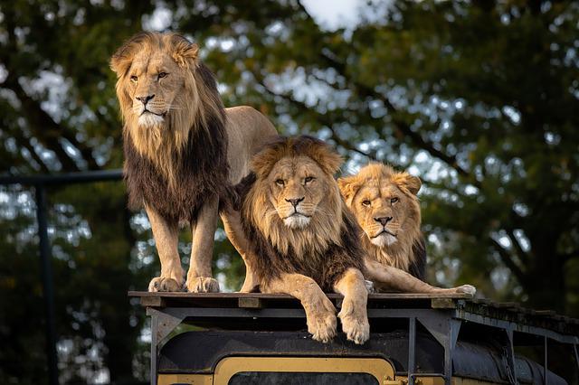 Leões no Zoológico
