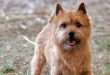 Tudo Sobre a Raça Norwich Terrier: Características e Fotos