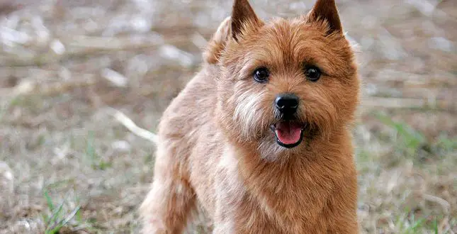 Tudo Sobre a Raça Norwich Terrier: Características e Fotos