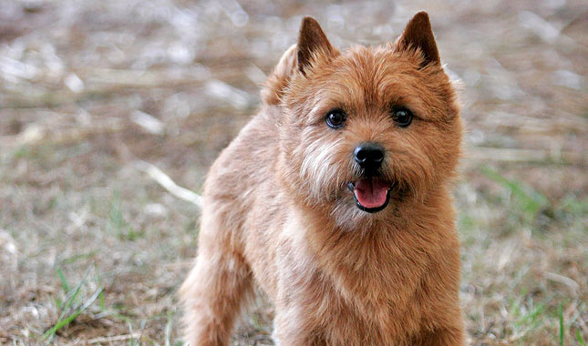 Norwich Terrier