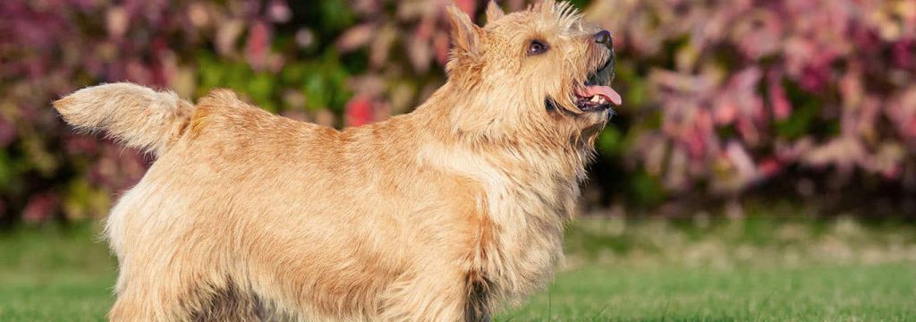 Norwich Terrier 