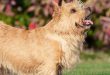 História do Norwich Terrier, Personalidade e Origem da Raça