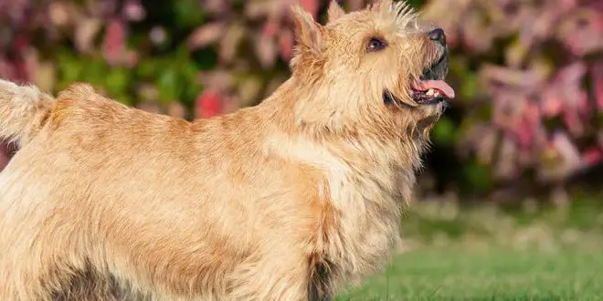 História do Norwich Terrier, Personalidade e Origem da Raça