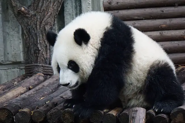 Panda Gigante 