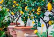 Pode Plantar Limão em Vaso?