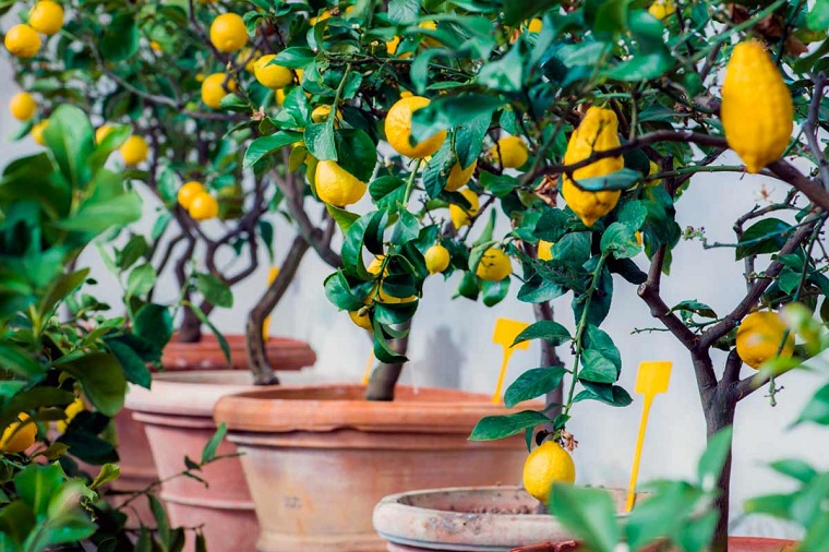 Pode Plantar Limão em Vaso? | Mundo Ecologia