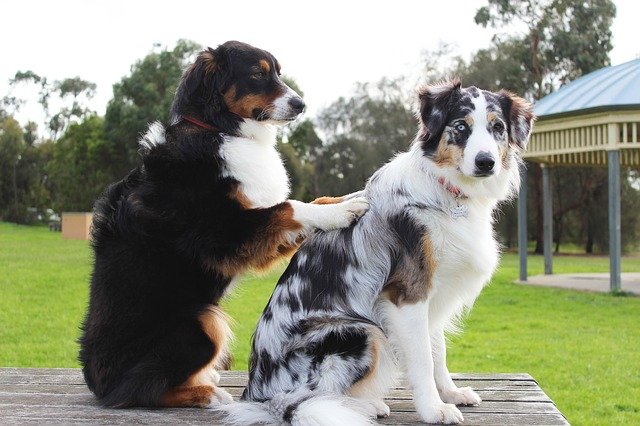 Pet Terapia