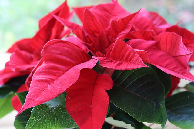 Qual a Flor mais Fácil de Cultivar?