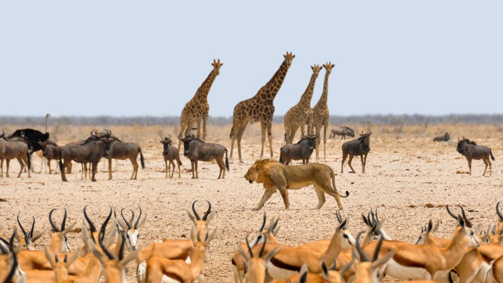Predadores dos Gnus