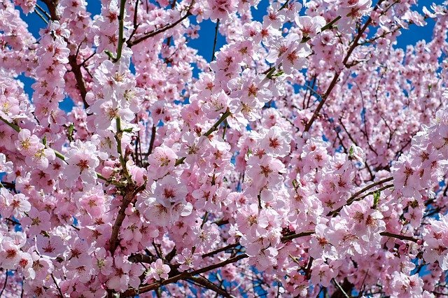 Sakura