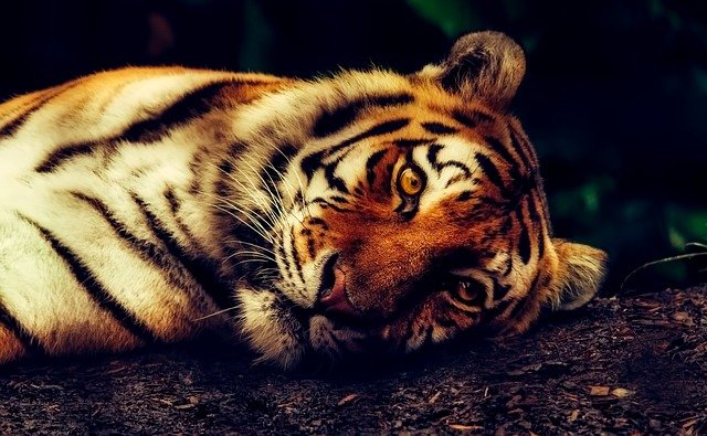 Tigre 