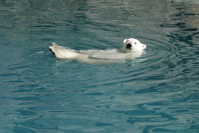 Urso Polar