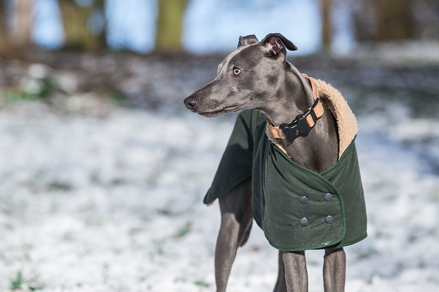 História do Whippet, Personalidade e Origem da Raça