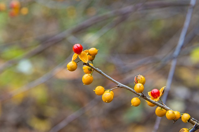 Agridoce Oriental 