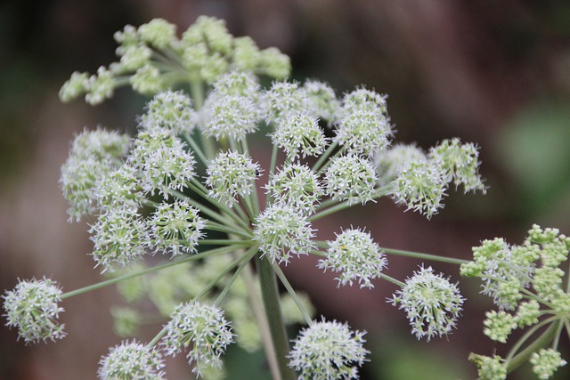 Angélica Archangelica 