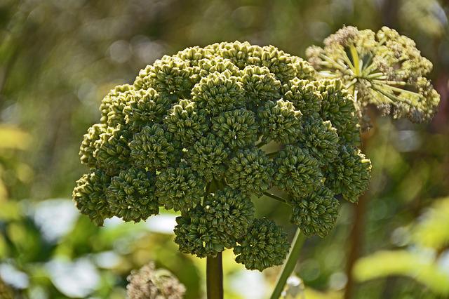 Tudo Sobre a Flor Angélica: Características e Nome Científico | Mundo  Ecologia