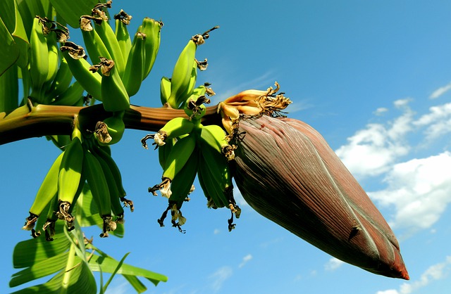 Bananeira