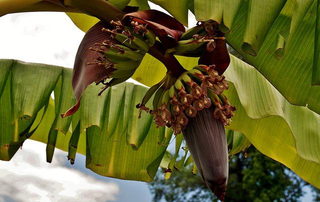 Bananeira 