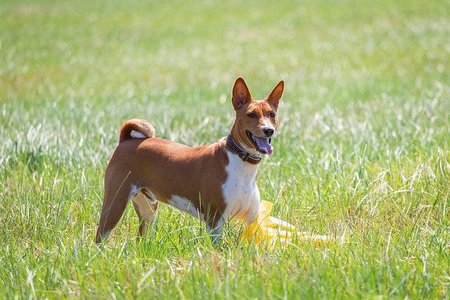 Basenji 