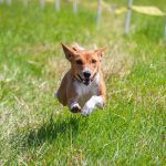 Basenji