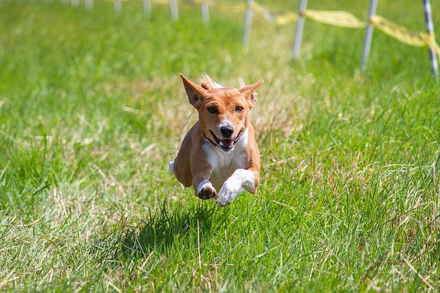 Basenji