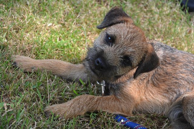 Border Terrier