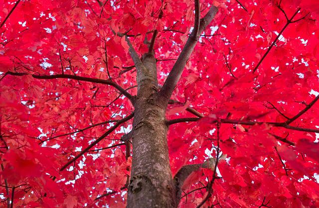 Bordo Vermelho 