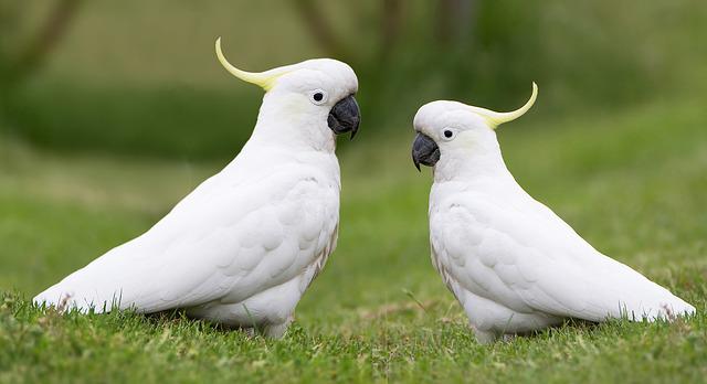 Cacatua 