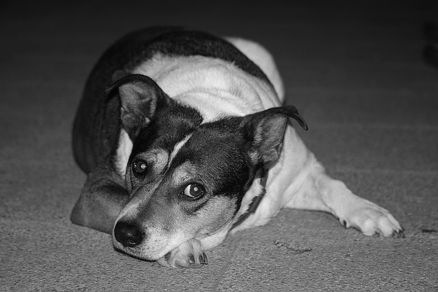 Cachorro Ansioso