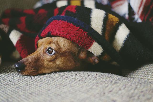 Cachorro Debaixo da Coberta