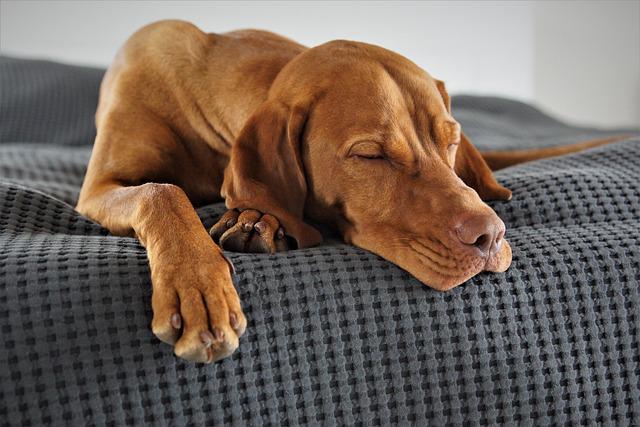 Cachorro Dormindo na Cama 