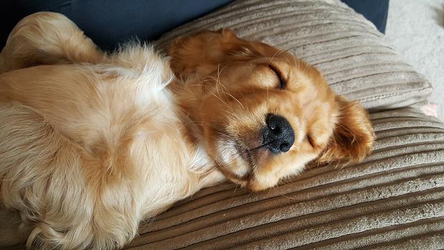 Cachorro Dormindo na Cama 