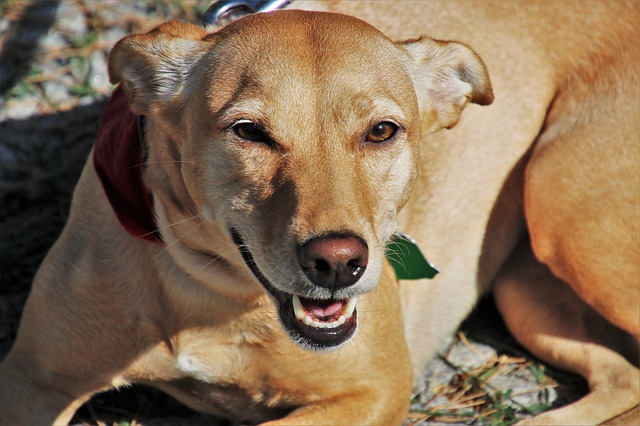 Cachorro Vira Lata 