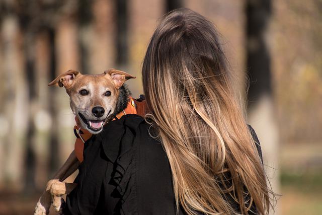 Cachorro no Colo da Dona