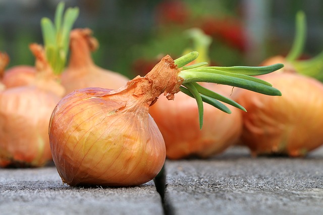 Cebola