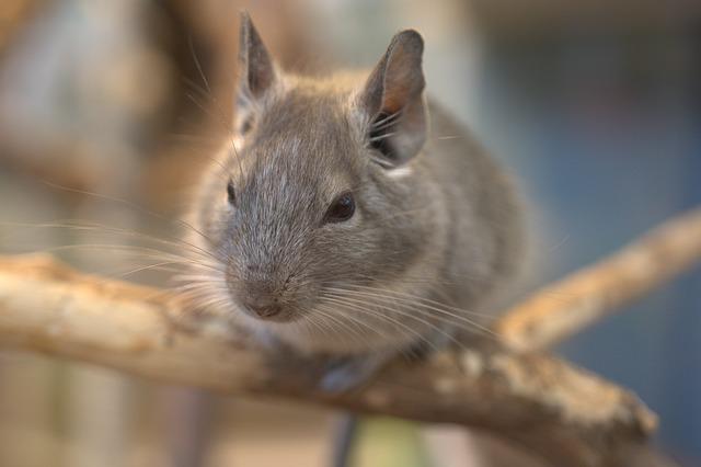 Chinchila