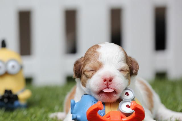 Filhote de Cachorro