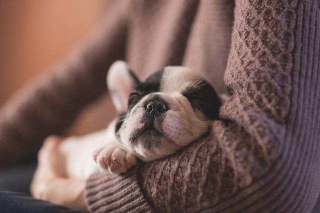 Filhote de Cachorro Dormindo no Colo da Dona