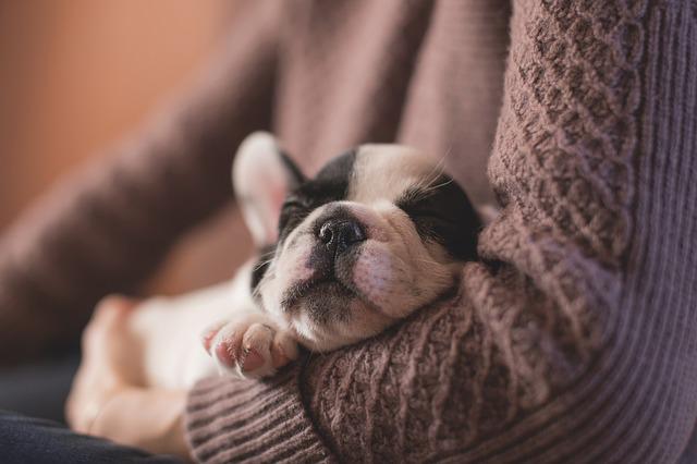 Filhote de Cachorro Dormindo no Colo da Dona 