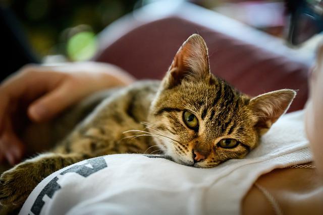 Gato Deitado em Cima do Dono