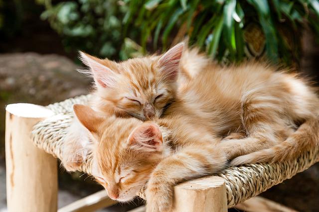 Gatos Laranjas
