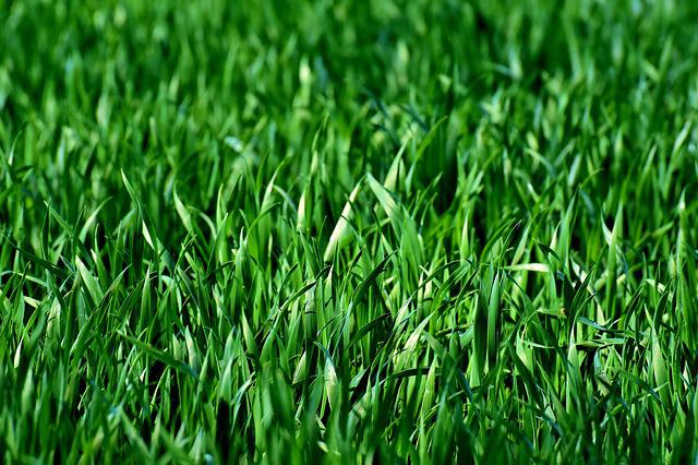 Grama Curiosidades e Fatos Interessantes Sobre a Planta