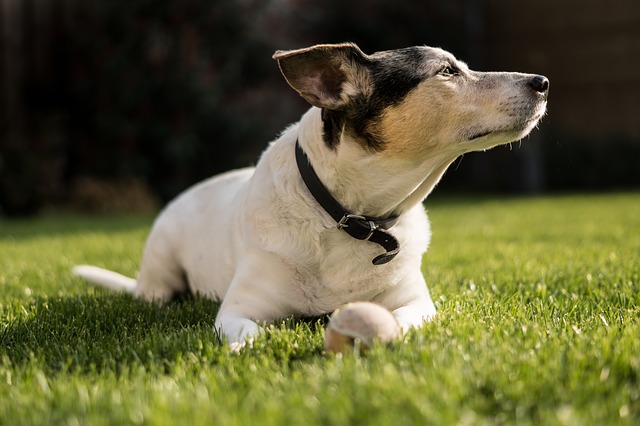 Jack Russell Terrier 