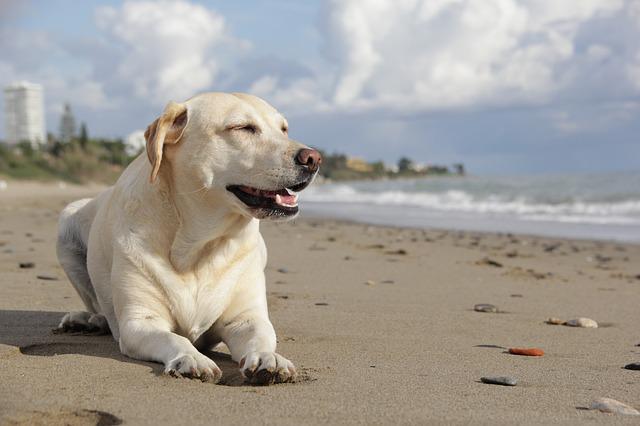 Labrador