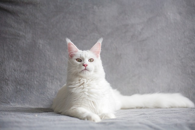 Maine Coon Branco 