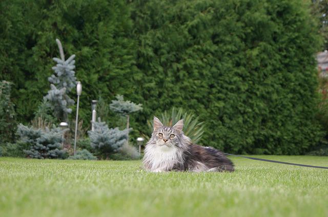 Maine coon 